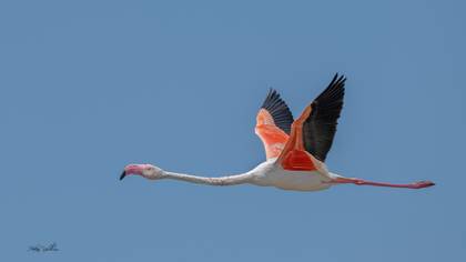 Flamingo » Greater Flamingo » Phoenicopterus roseus