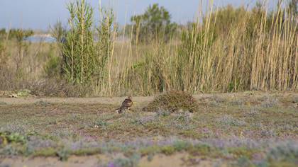 Montagu`s Harrier