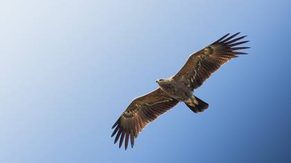 Küçük orman kartalı » Lesser Spotted Eagle » Clanga pomarina