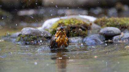 Kızılgerdan » European Robin » Erithacus rubecula