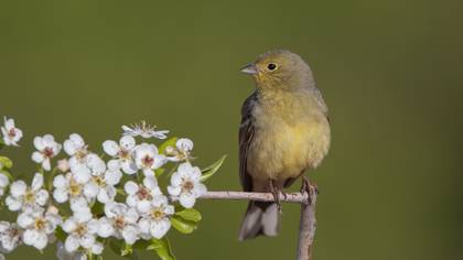 Boz kirazkuşu » Cinereous Bunting » Emberiza cineracea