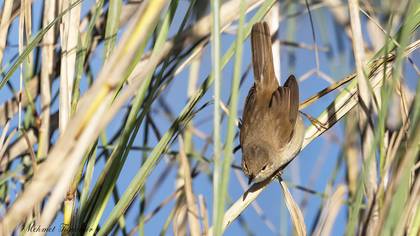 Cetti`s Warbler