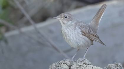 Benekli bülbül » Thrush Nightingale » Luscinia luscinia
