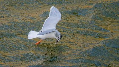 Küçük martı » Little Gull » Hydrocoloeus minutus