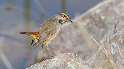 Mavigerdan » Bluethroat » Luscinia svecica