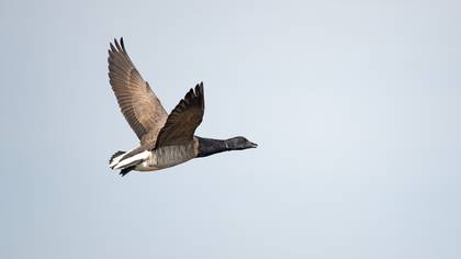 Yosun Kazı » Brant Goose » Branta bernicla
