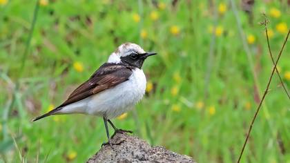 Alaca kuyrukkakan » Pied Wheatear » Oenanthe pleschanka