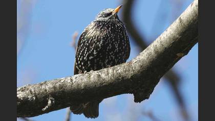 Common Starling