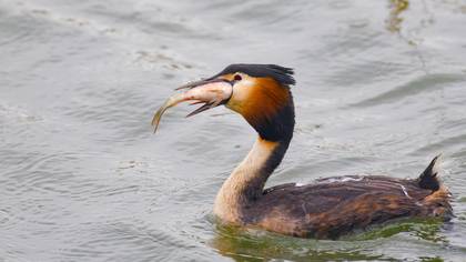 Bahri » Great Crested Grebe » Podiceps cristatus