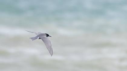 Kara sumru » Black Tern » Chlidonias niger