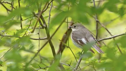 Halkalı sinekkapan » Collared Flycatcher » Ficedula albicollis