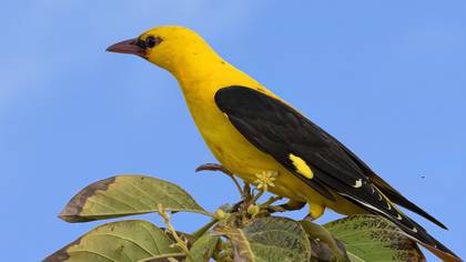 Sarıasma » Eurasian Golden Oriole » Oriolus oriolus