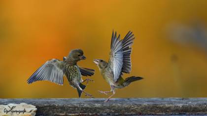 Florya » European Greenfinch » Chloris chloris