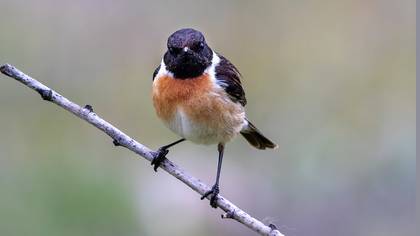 Taşkuşu » European Stonechat » Saxicola rubicola