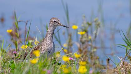 Orman düdükçünü » Wood Sandpiper » Tringa glareola