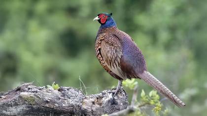 Sülün » Common Pheasant » Phasianus colchicus