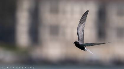 Kara sumru » Black Tern » Chlidonias niger