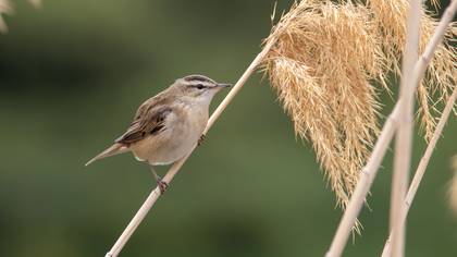 Kındıra kamışçını » Sedge Warbler » Acrocephalus schoenobaenus