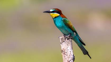 Arıkuşu » European Bee-eater » Merops apiaster