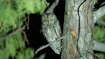 İshakkuşu » Eurasian Scops Owl » Otus scops