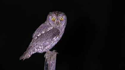 İshakkuşu » Eurasian Scops Owl » Otus scops