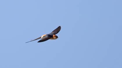 Kızıl kırlangıç