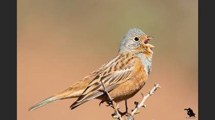 Cretzschmar`s Bunting