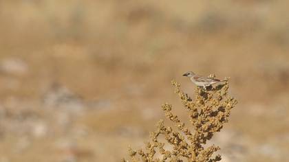 Sarıboğazlı serçe » Yellow-throated Sparrow » Gymnoris xanthocollis