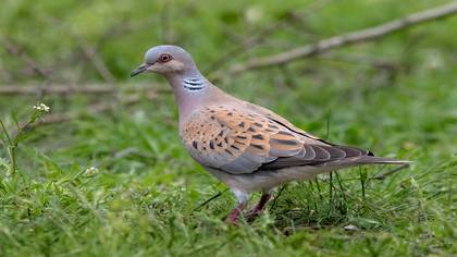 Üveyik » European Turtle Dove » Streptopelia turtur