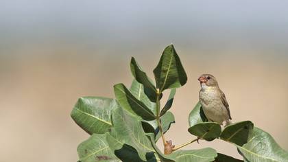 Serçe » House Sparrow » Passer domesticus