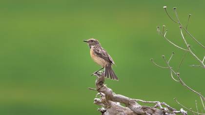 Taşkuşu » European Stonechat » Saxicola rubicola