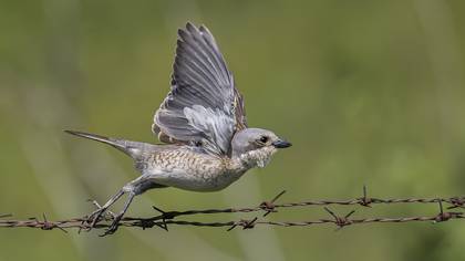 Kızılsırtlı örümcekkuşu » Red-backed Shrike » Lanius collurio