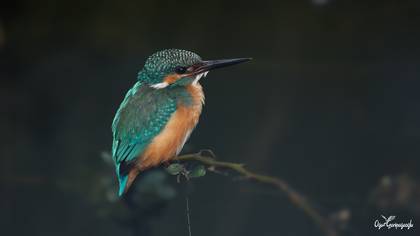 Yalıçapkını » Common Kingfisher » Alcedo atthis