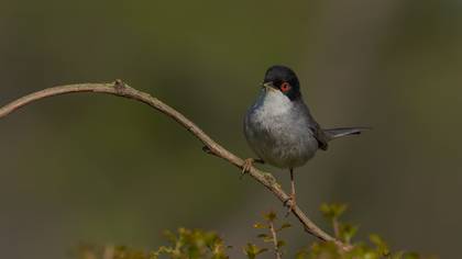 Maskeli ötleğen » Sardinian Warbler » Sylvia melanocephala