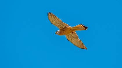 Küçük kerkenez » Lesser Kestrel » Falco naumanni