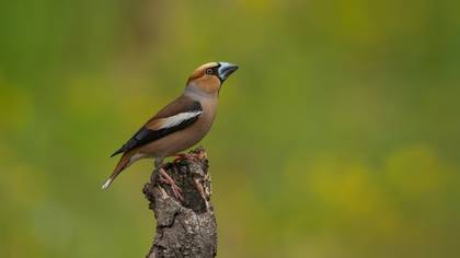 Kocabaş » Hawfinch » Coccothraustes coccothraustes