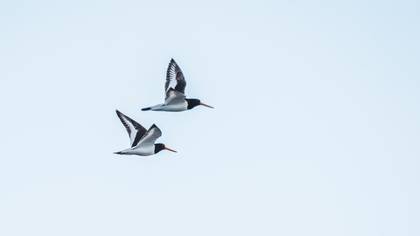 Poyrazkuşu » Eurasian Oystercatcher » Haematopus ostralegus