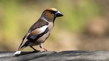 Kocabaş » Hawfinch » Coccothraustes coccothraustes