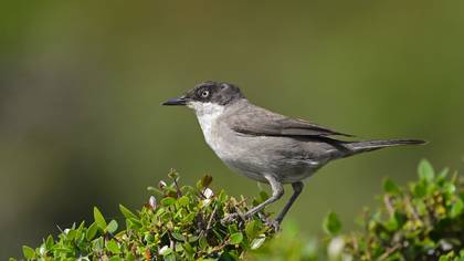 Akgözlü ötleğen » Eastern Orphean Warbler » Sylvia crassirostris