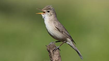 Ak mukallit » Eastern Olivaceous Warbler » Iduna pallida