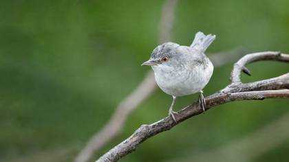 Çizgili ötleğen » Barred Warbler » Sylvia nisoria