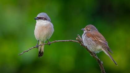 Kızılsırtlı örümcekkuşu » Red-backed Shrike » Lanius collurio
