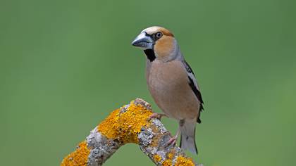 Kocabaş » Hawfinch » Coccothraustes coccothraustes