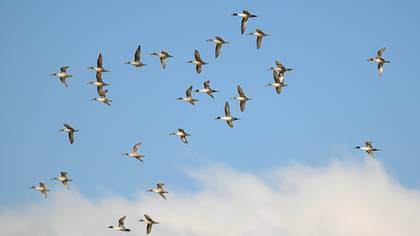 Kılkuyruk » Northern Pintail » Anas acuta