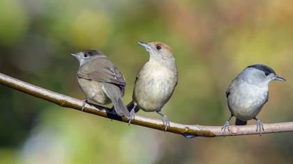 Karabaşlı ötleğen » Eurasian Blackcap » Sylvia atricapilla