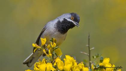 Karaboğazlı ötleğen » Rüppell`s Warbler » Sylvia ruppeli