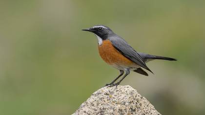 Taşbülbülü » White-throated Robin » Irania gutturalis