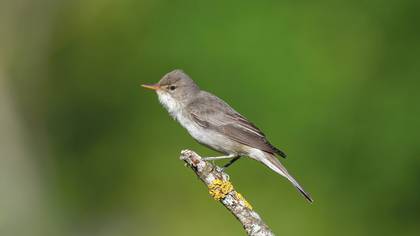 Zeytin mukallidi » Olive-tree Warbler » Hippolais olivetorum