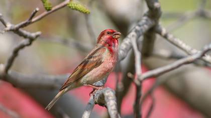 Çütre » Common Rosefinch » Carpodacus erythrinus