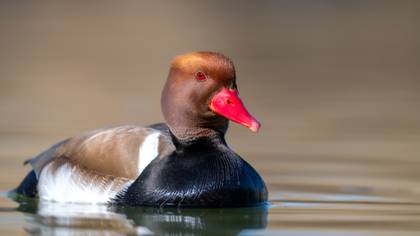 Macar ördeği » Red-crested Pochard » Netta rufina